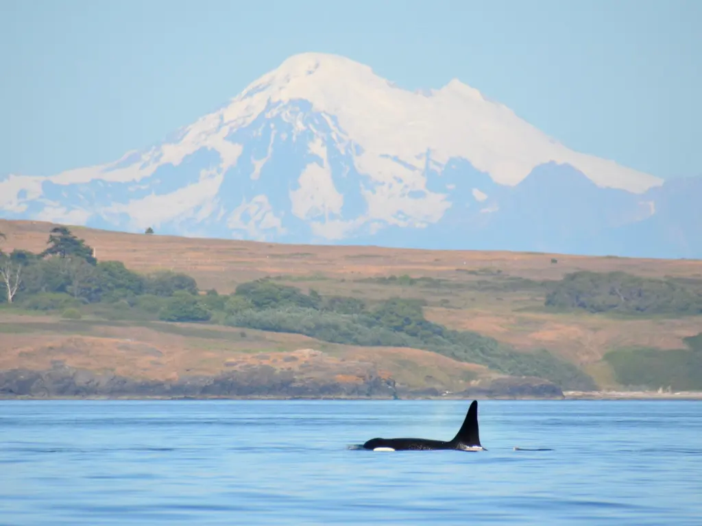 An orca surfacing off the shoreline of San Juan Island with Washington's Mt. Baker in the background.