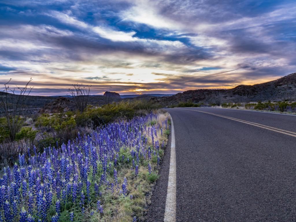 Blue flowers blooming next to empty grey road