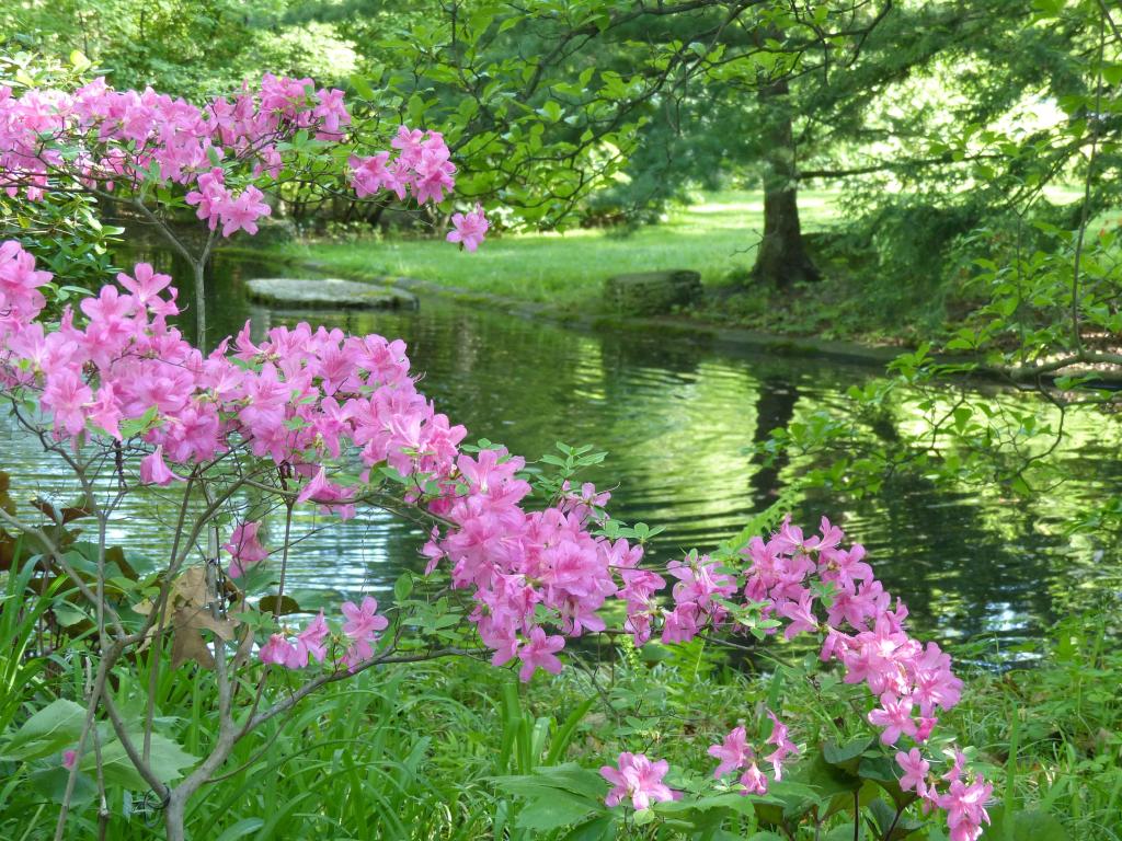 The lush, pretty Shade garden at Toledo Botanical Gardens, blooming with Azaleas and Rhododendron