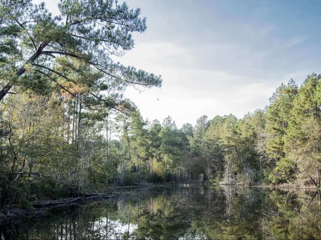 The pine forests of De Soto National Forest stretch for miles in southern Mississippi.