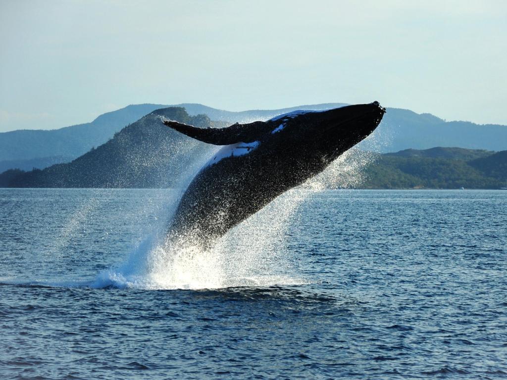Whale leaping out of water leaving spray behind, with green undulating land behind