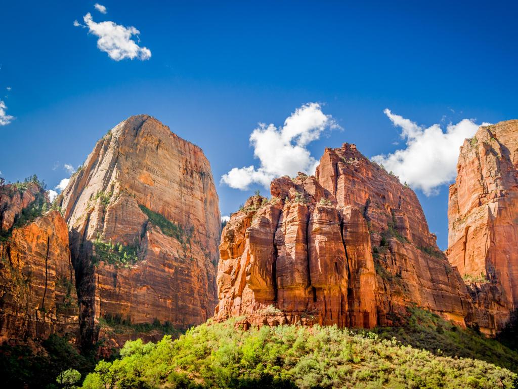 Zion National Park, Utah, USA with an amazing landscape of the three patriarchs against a blue sky and green plants in the foreground.