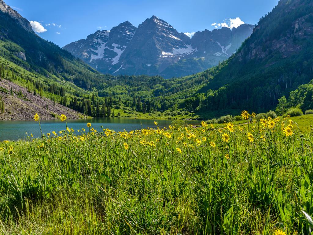Yellow spring flowers in a green meadow with blue lake and snow capped mountain behind