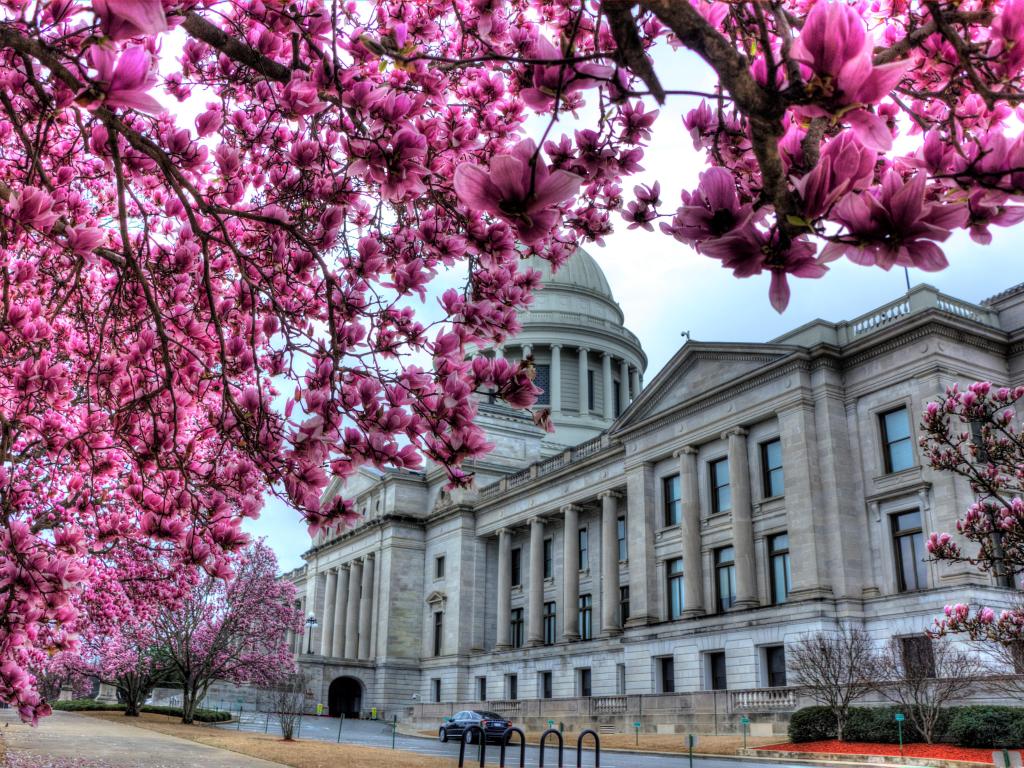 State Capitol at Little Rock, AR, with pink blossoms in the foreground