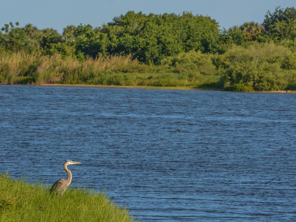 Great Blue Heron looking over Okeechobee Lake in Okeechobee County, Okeechobee, Florida USA