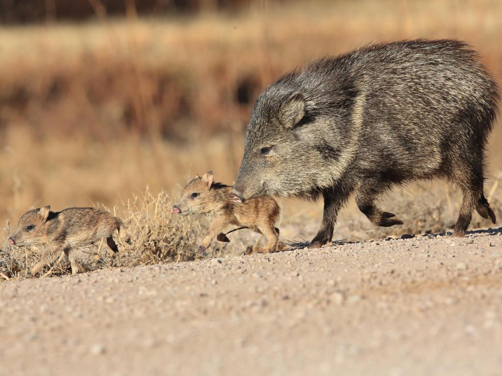 Javelina in Bosque del Apache National Wildlife Refuge, New Mexico