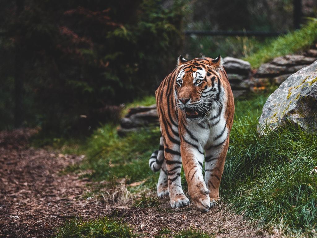 Bengal Tiger at Henry Doorly Zoo, Omaha