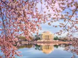 Washington DC, USA in spring season at the Tidal Basin and Jefferson Memorial.