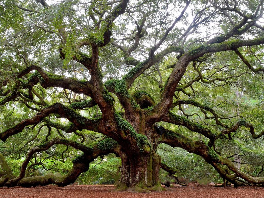 Angel Oak Tree,Charleston, SC, USA with a view of the famous Angel Oak Tree on St. Johns Island.