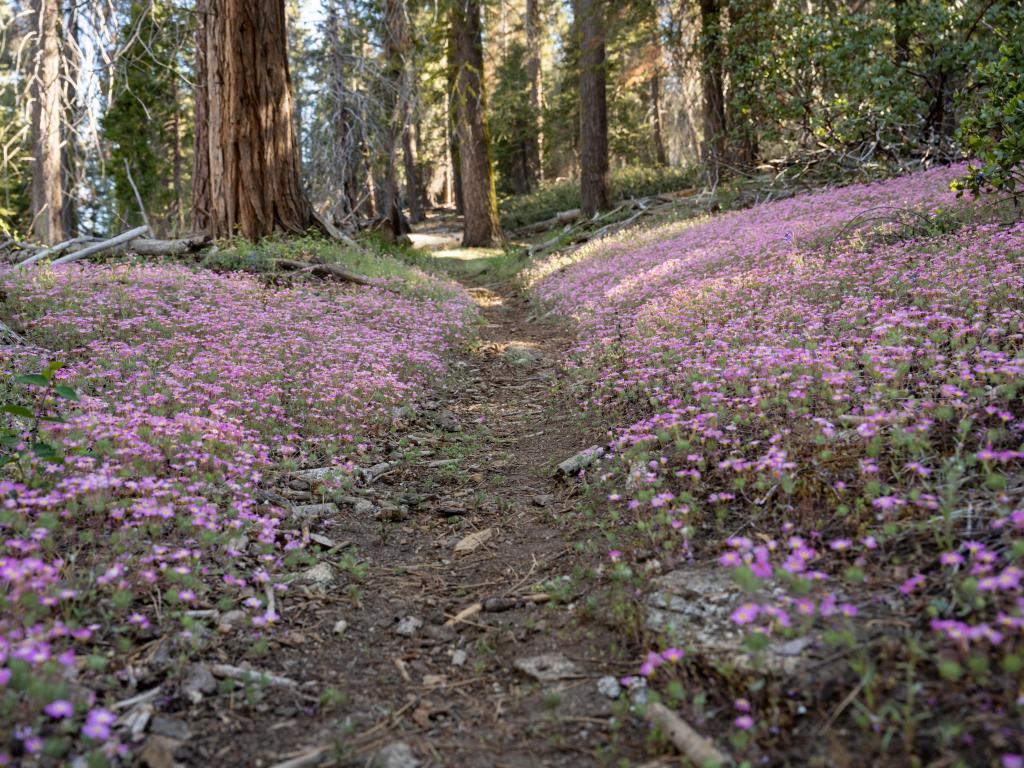 A carpet of pink wildflowers covers the forest floor in Sequoia National Park, California