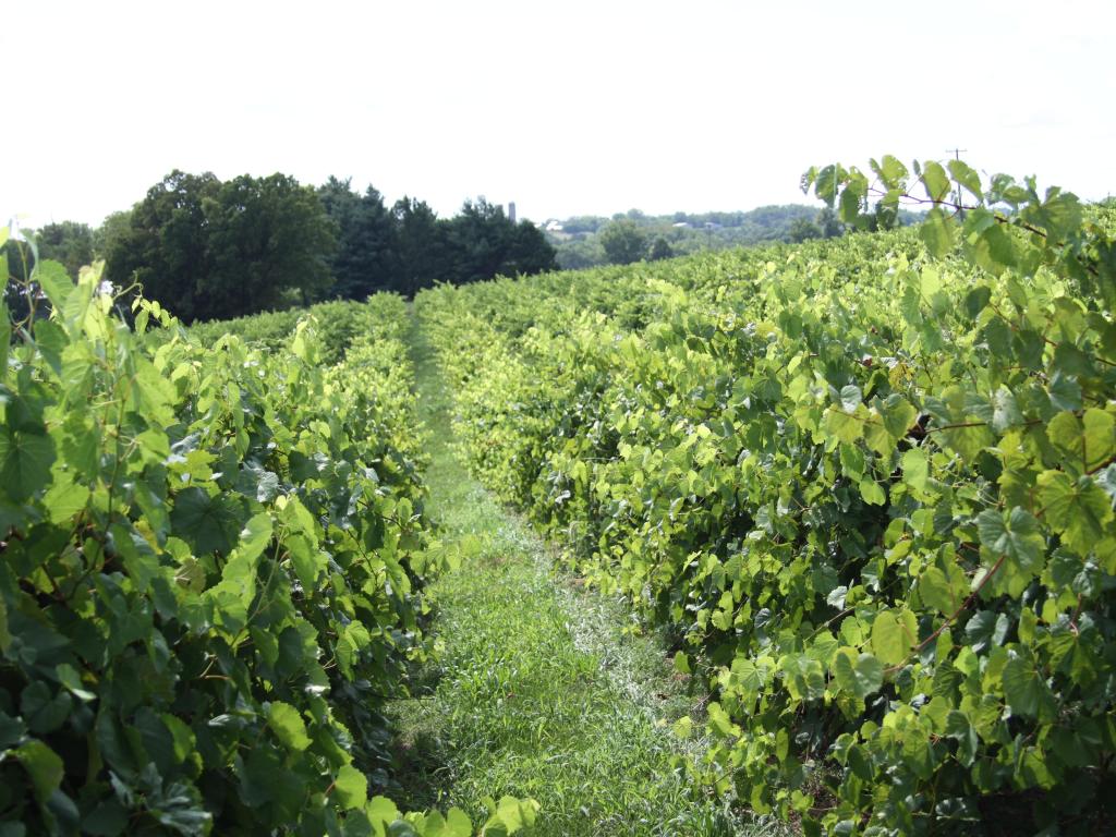 Vineyard in Augusta, MO. Rows of vines growing in a field 
