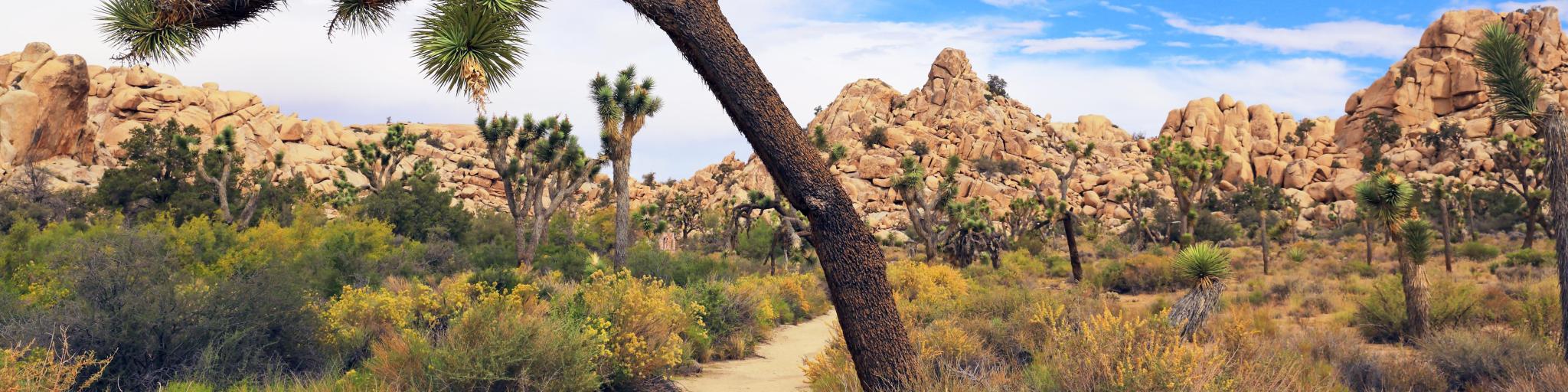 Joshua Tree National Park, USA with beautiful foliage of a Joshua tree and rocks in the distance.