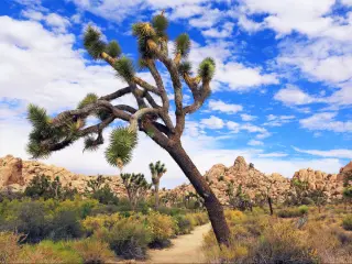 Joshua Tree National Park, USA with beautiful foliage of a Joshua tree and rocks in the distance.