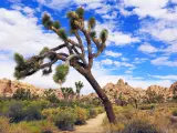 Joshua Tree National Park, USA with beautiful foliage of a Joshua tree and rocks in the distance.