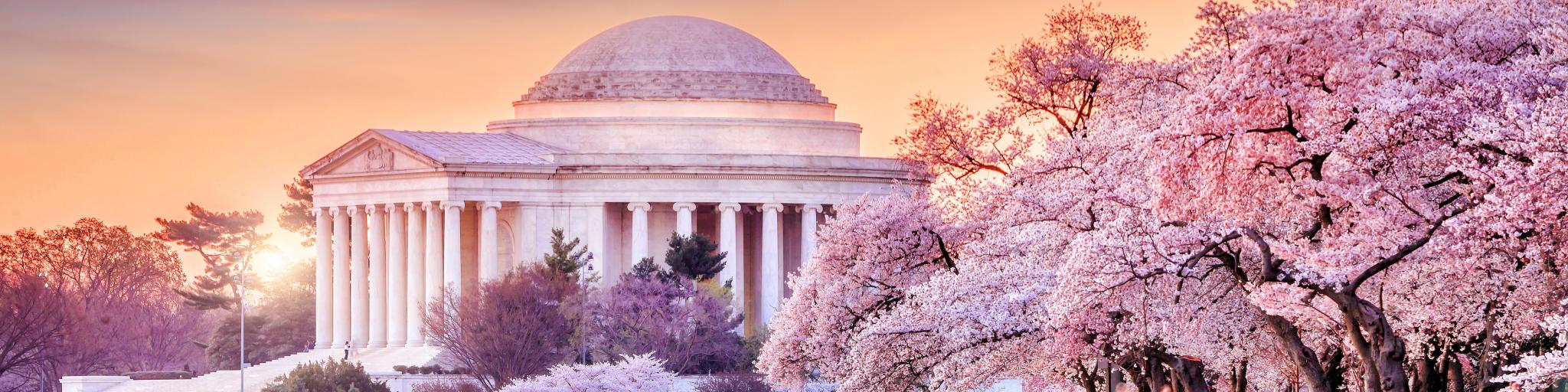 Beautiful pink cherry blossoms near the famous memorial in Washington DC during a pink sunset