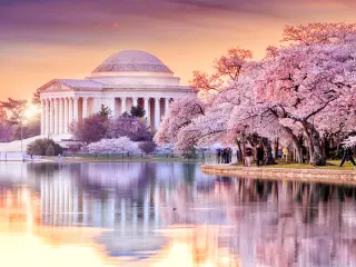 Beautiful pink cherry blossoms near the famous memorial in Washington DC during a pink sunset
