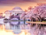 Beautiful pink cherry blossoms near the famous memorial in Washington DC during a pink sunset