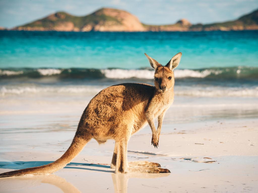 Kangaroo faces the camera while standing in profile on a white sand beach with turquoise sea, waves breaking behind