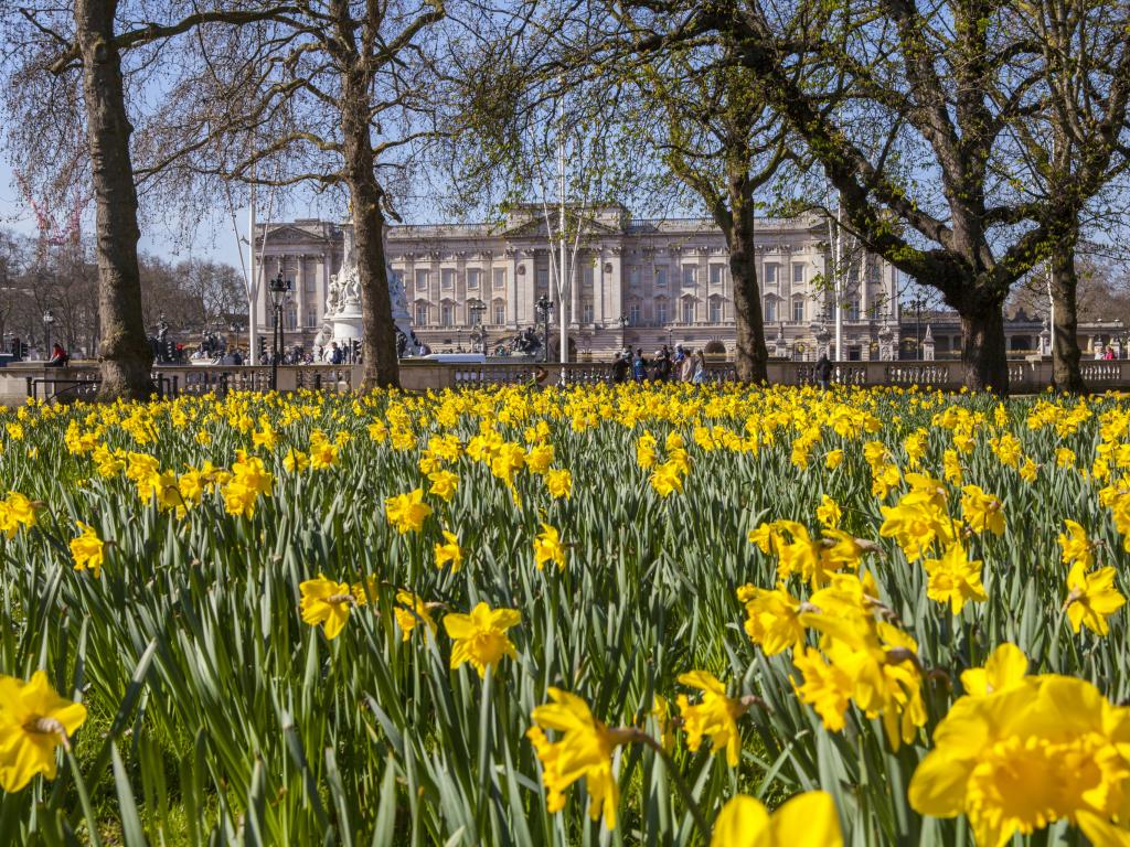 Spring daffodils in April in central London near Buckingham Palace