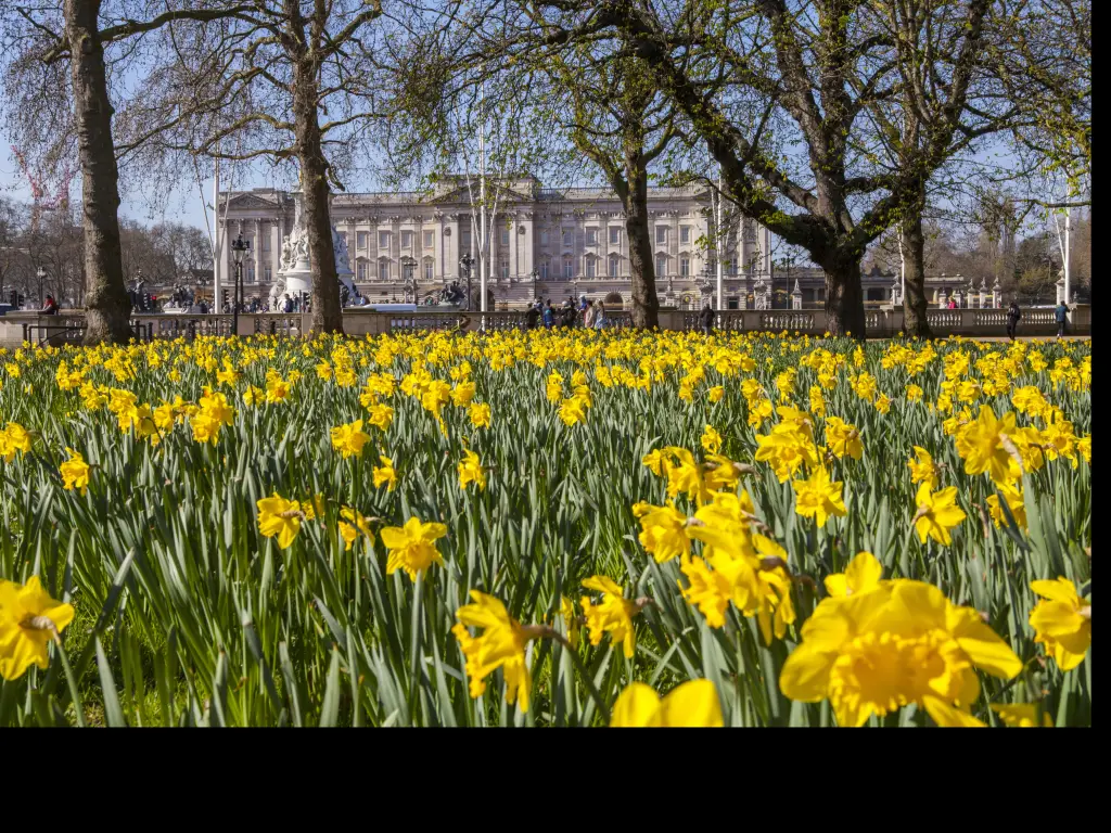Spring daffodils in April in central London near Buckingham Palace
