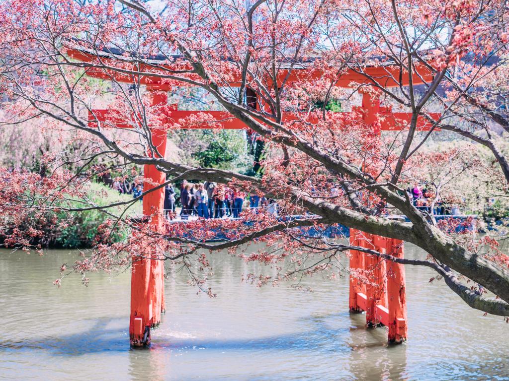 View of the Japanese Garden and cherry blossom at Brooklyn Botanic Garden, New York City.
