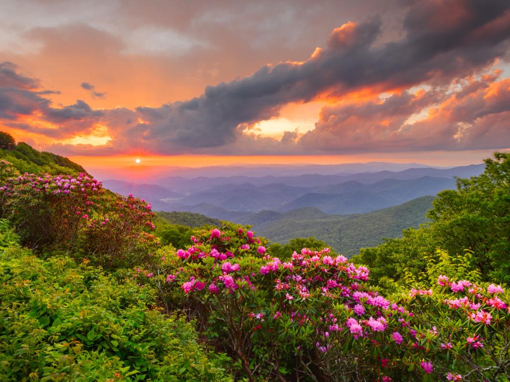 The Great Craggy Mountains with Catawba Rhododendron in the foreground during a spring season sunset.
