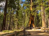 View of Grizzly Giant and surrounding dense forest in Mariposa Grove, Yosemite
