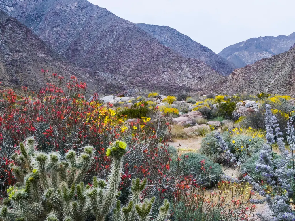 Anza-Borrego Desert State Park, Southern California, USA with wildflowers and cacti in the foreground and the mountains in the distance.