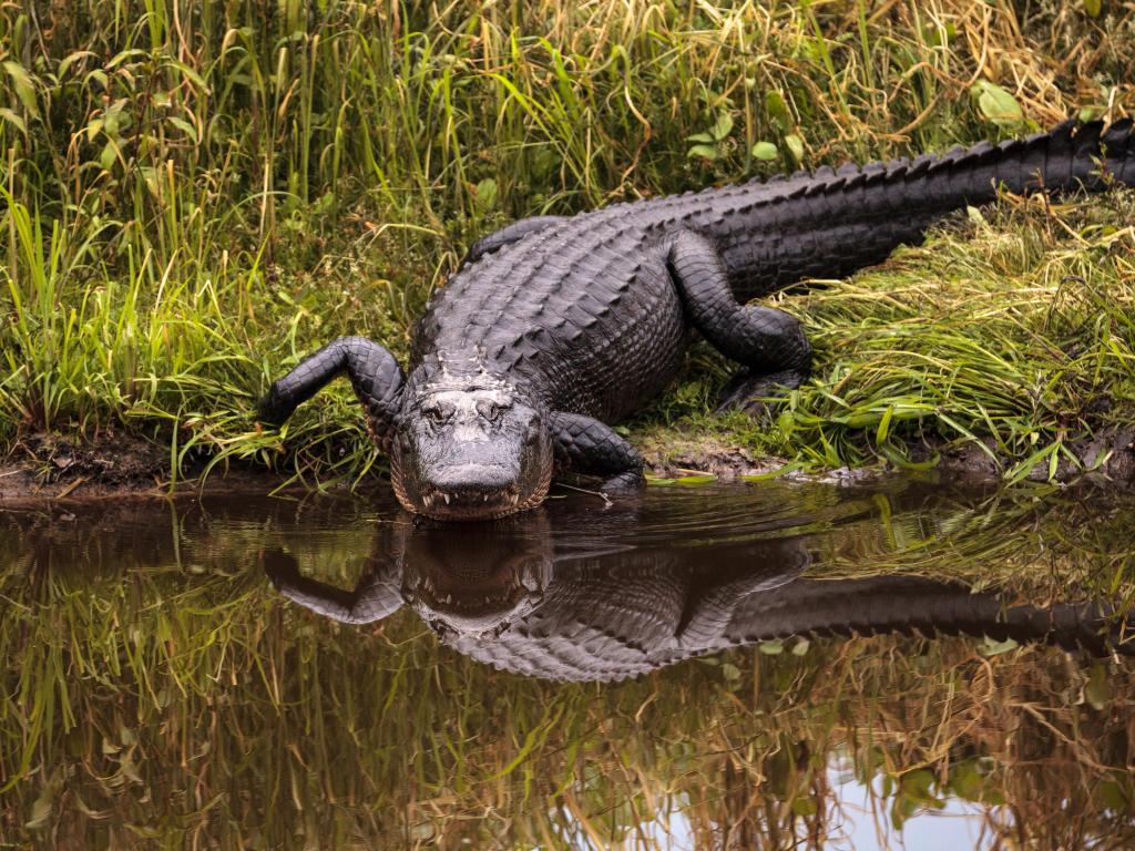 American alligator Alligator mississippiensis in the wetland and marsh at the Myakka River State Park in Sarasota, Florida, USA