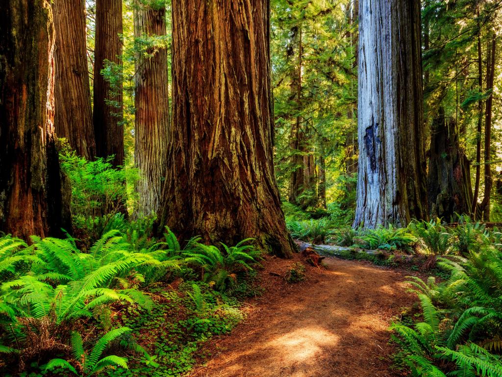 Redwood National Park, pathway through the redwood giants.