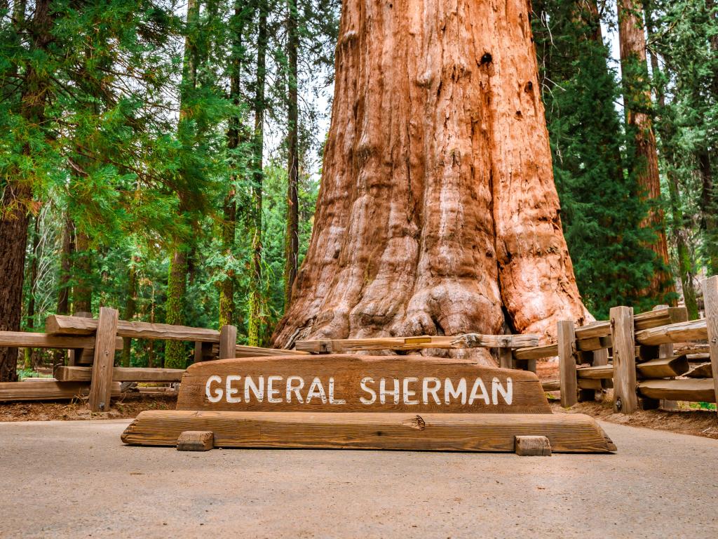Famous sequoia tree with the sign that reads its name