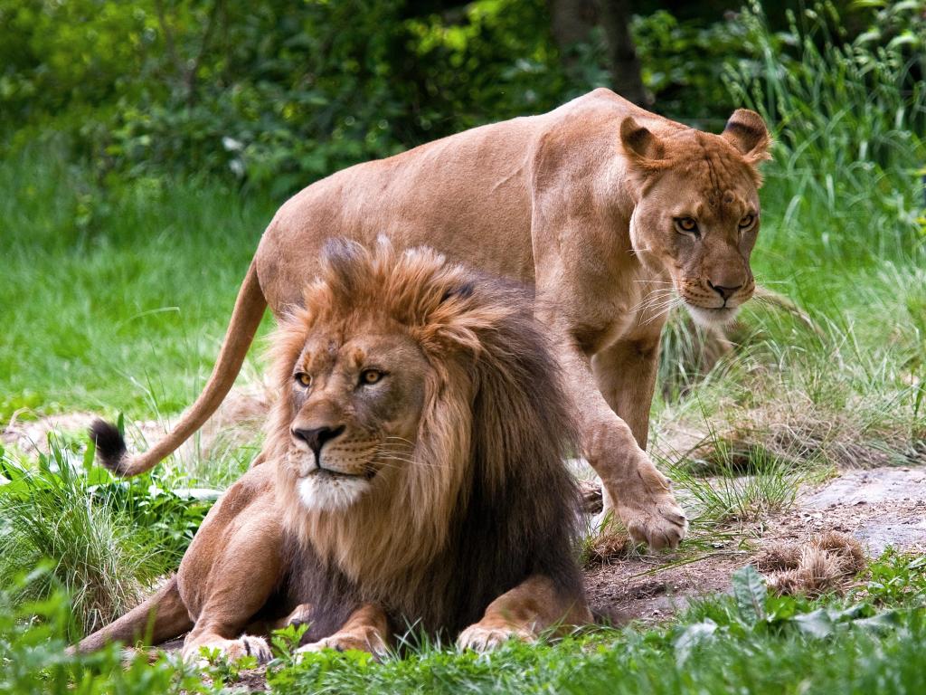 Lion couple at Bronx Zoo