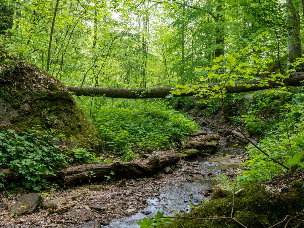 Salt Fork State Park, USA taken deep in the woods with a small river running through, fallen trees and bright green foliage. 