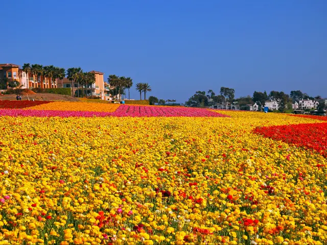 Colorful flowers in one of the famous fields at Carlsbad, California. Rows of pink, orange, red and yellow flowers, under a blue sky