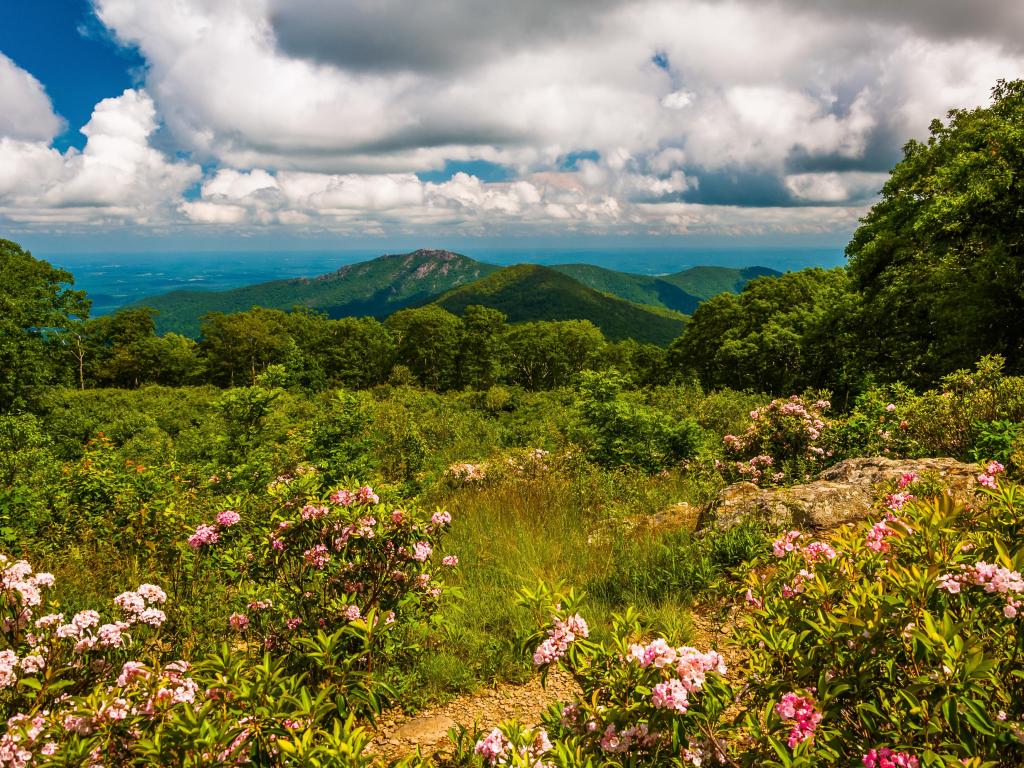 Shenandoah National Park, VA, USA taken at Mountain Laurel in meadow and view of Old Rag from an overlook on Skyline Drive.