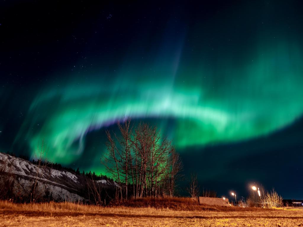 A tree surrounded by bright Northern Lights in downtown Whitehorse