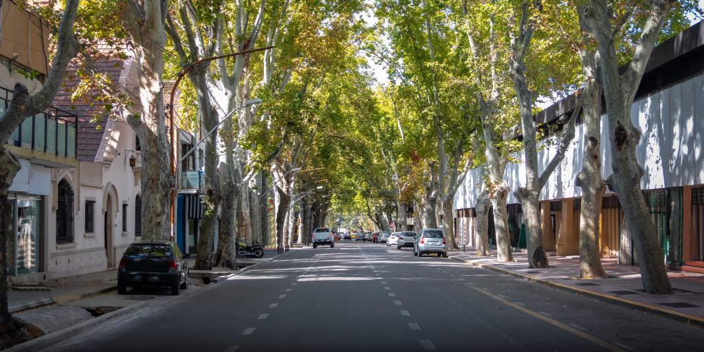 Wide, empty tree-lined street in Mendoza, Argentina