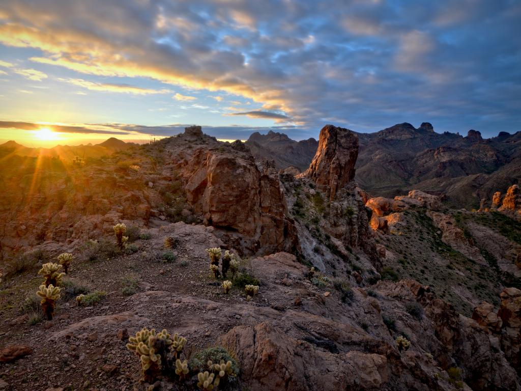 A beautiful view of the sunrise with a thick gray sheet of clouds spread in the morning sky and the golden sun giving light to the mountains with a golden shade and saguaro cactus everywhere in the sand in Kofa National Wildlife Refuge, Arizona