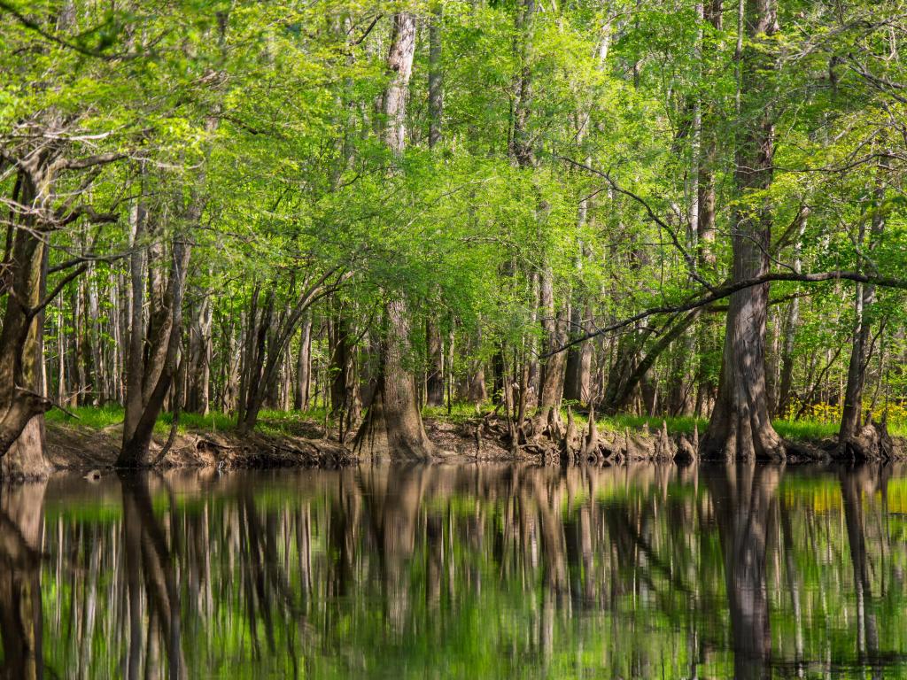 Congaree National Park, USA with tall trees reflected on the waters edge at Cedar Creek with Cypress and Loblolly Pine trees.