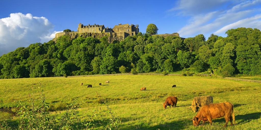 Cows graze on a green field below Stirling Castle in Scotland on a sunny day