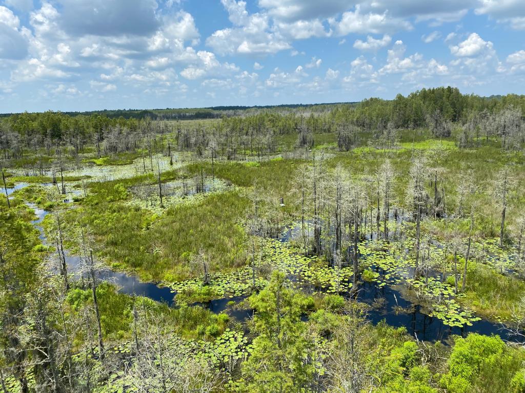 Panoramic views across Grand Bay Wildlife Management Area