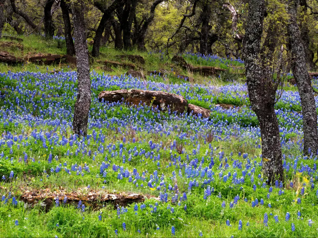 Bluebonnet flowers forming a carpet in a meadow in the Hill Country of Texas near Marble Falls