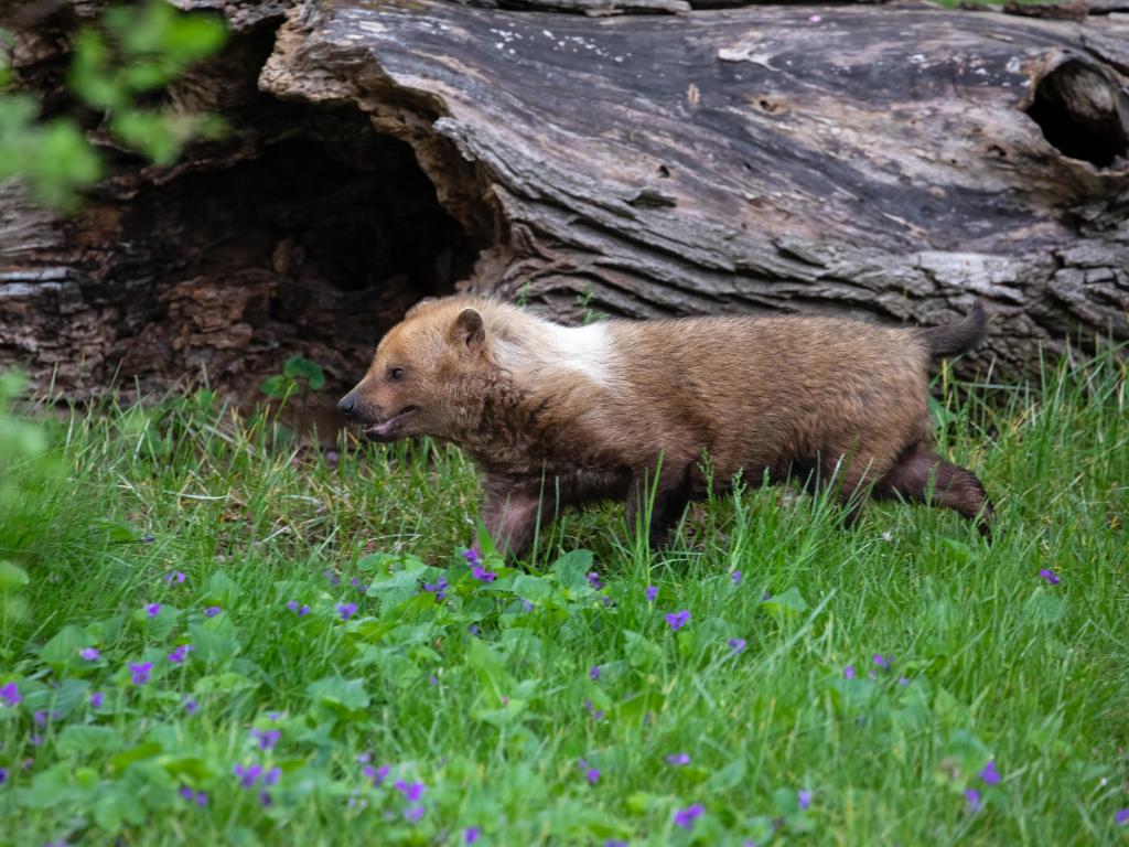 A rare South American Bush Dog trots through grass and wildflowers at Detroit Zoo