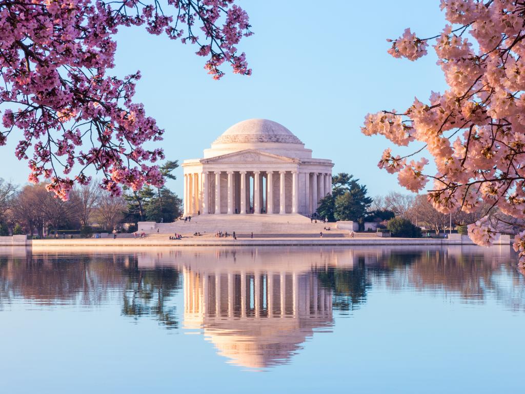 The bright pink cherry blossoms framing the monument    reflecting in the waters of Tidal Basin in Jefferson Memorial, Washington DC