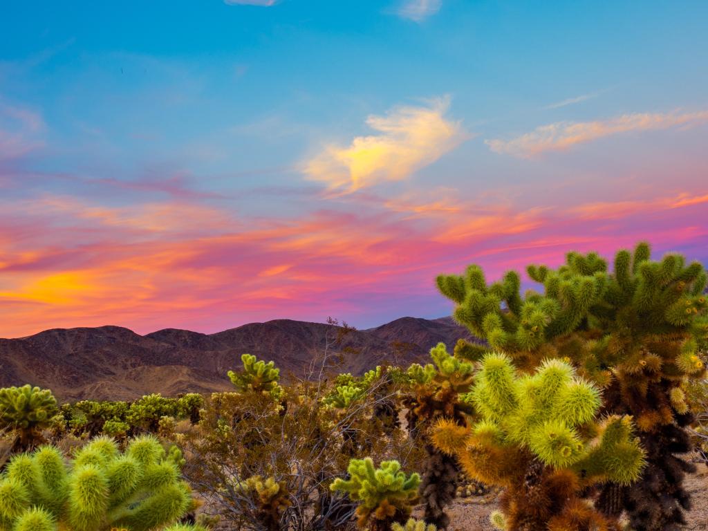 Pink sunset light behind dark mountains with vibrant green desert plants in the foreground