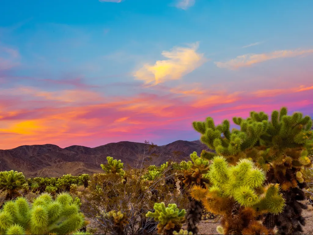 Pink sunset light behind dark mountains with vibrant green desert plants in the foreground
