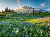 Mount Rainier National Park, Vancouver taken at Reflection Lake trail at summer with wildflowers in the foreground, trees and the snow-capped mountain in the background on a sunny day.