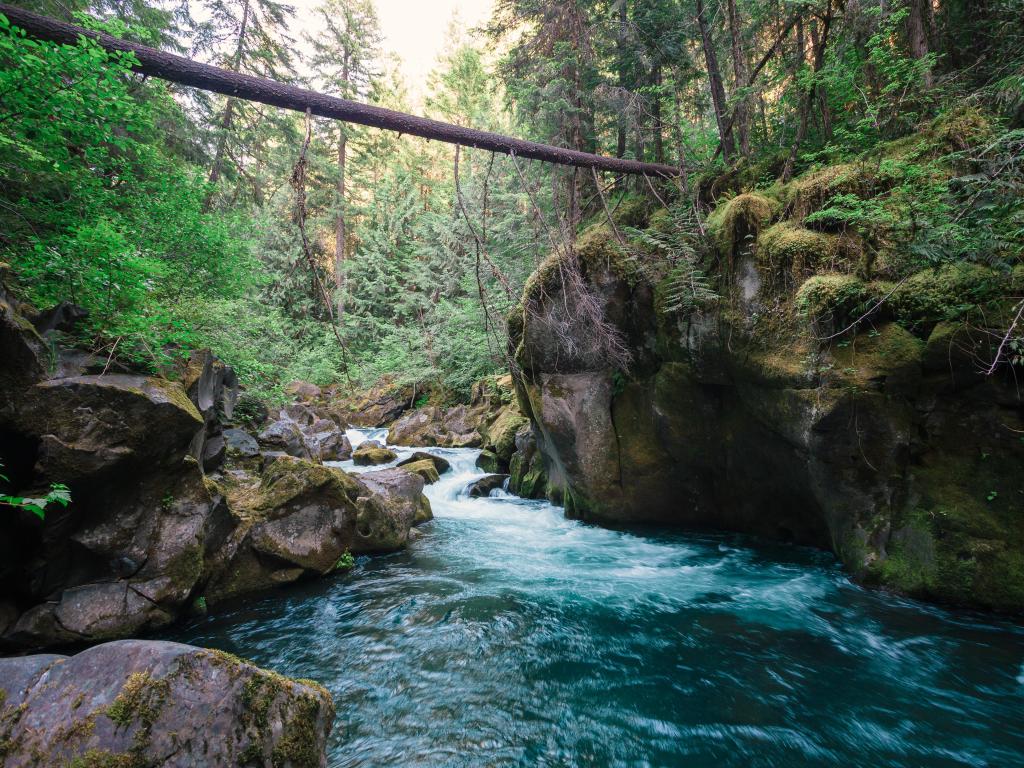 North Umpqua River above Toketee Falls, surrounded by trees.