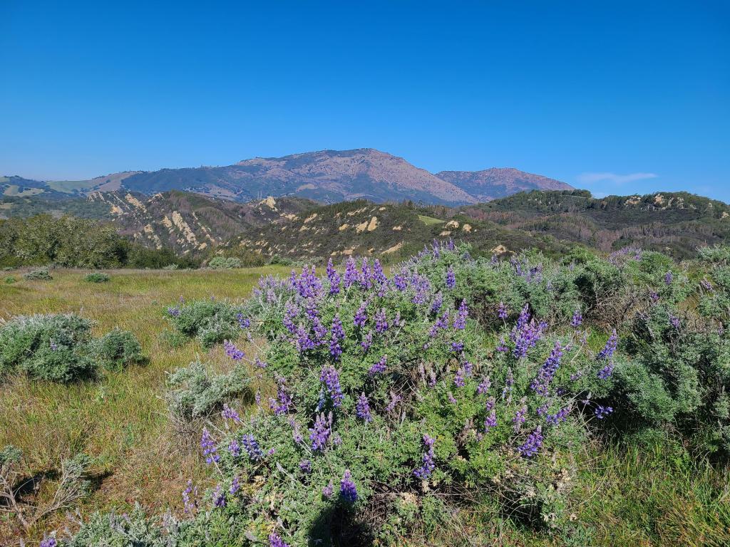 Bloom of Sky Lupine in the slopes of Mt Diablo, California with mountains in the distance against a blue sky.