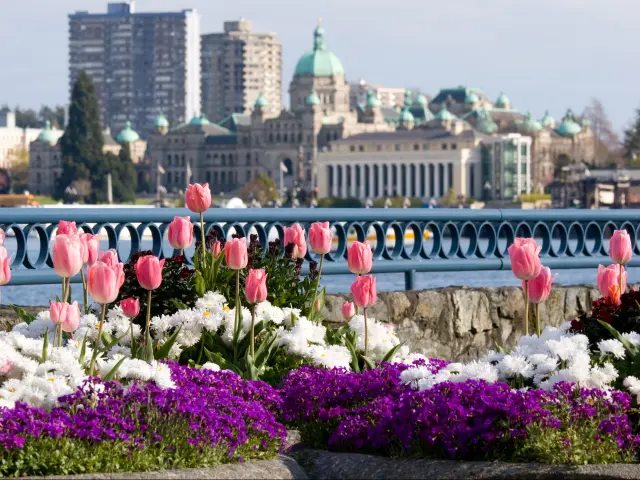Spring flowers in front of Parliament Buildings and Inner Harbour in Victoria